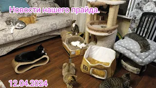 Новости нашего прайда. 12.04.2024