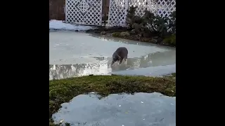 Кот Андрей рыбачит в луже/ The cat is fishing in a puddle