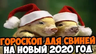 ВОСТОЧНЫЙ ГОРОСКОП НА НОВЫЙ 2020 ГОД ДЛЯ СВИНЬИ