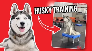 Sit Means Sit Dog Training: Husky Training #maryland #dog #delaware 2024