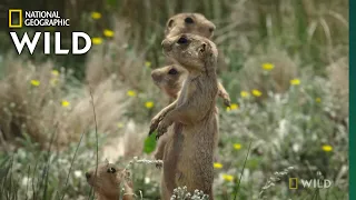 Prairie Dog v. Badger Faceoff | Prairie Dog Manor