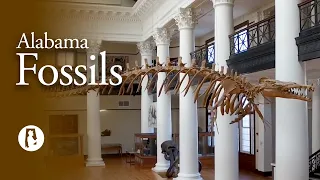 Fossils Discovering Alabama Fossils