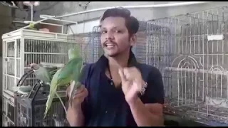 Part 3 | How to Teach Your Indian Ringneck Baby Parrot Hand Tamed | Urdu / Hindi | PBI Official