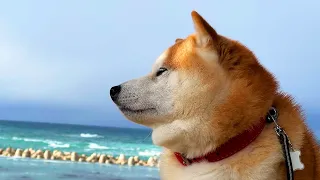 Shibe stops in shock when he sees the beach that has changed due to the upheaval of the ground.