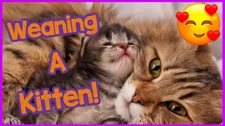 How to wean kittens - weaning kittens advice