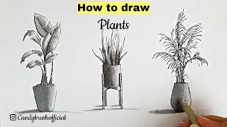 Sketching Plants For Interior Design Renderings