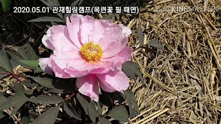 목련꽃 필 때면