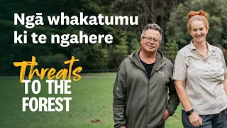 Ngā whakatumu ki te ngahere - Threats to the forest I Auckland Council