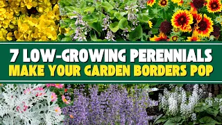 7 Low-Growing Perennials That Will Make Your Garden Borders Pop! 🌺💥