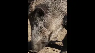 Старый пёс пожертвовал жизнью, спасая подростков от кабана😢