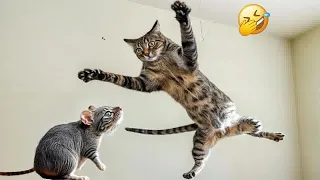 The FUNNIEST Dogs and Cats Shorts Ever🐈😻You Laugh You Lose🤣Part 25