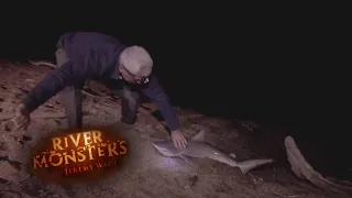 Catching A Young Bull Shark | SHARK | River Monsters