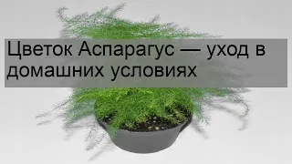 Цветок Аспарагус — уход в домашних условиях