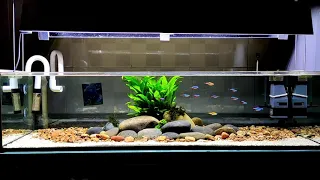 Shallow tank 80cm, tối giản và thư giãn