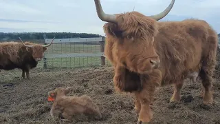 2nd calf born