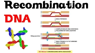 DNA recombination basic