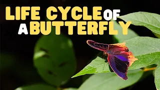 Life Cycle of a butterfly | Butterflies for Kids | Learn the 4 stages of the butterfly life cycle