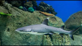 Рифовая акула.Whitetip reef shark. Египет.Red sea. Красное море.