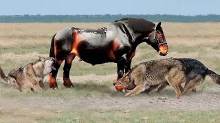 These Predators Were Doomed! Rare Animal Fights Caught On Camera