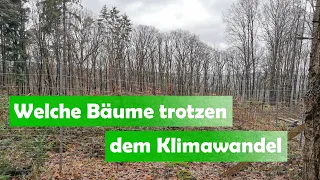 Welche Bäume trotzen dem Klimawandel?