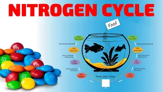 THE AQUARIUM NITROGEN CYCLE