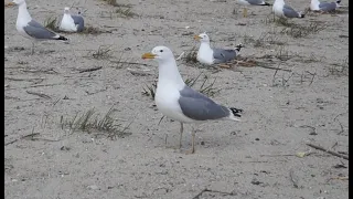 Мартин жовтоногий на Кременчуцькому водосховищі / The Caspian Gull on Kremenchuk reservoir