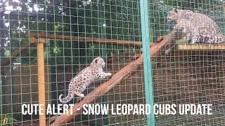 Snow leopards update - Cute Alert