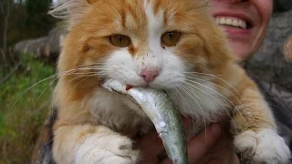 коты на рыбалке