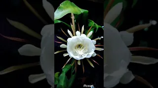 Queen of the Night Flower time-lapse