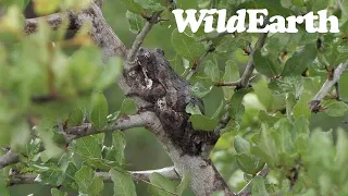 WildEarth - Sunset Safari - 22 December 2023