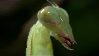 Insecto Alienigena - Mantis Religiosa Discovery Channel 2001 Documental 1080p