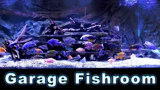 Garage Fish Room Tour: A Unique Way to Breed for Profit!