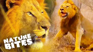 Male Lion Coalition Defends Their Territory | Nature Bites