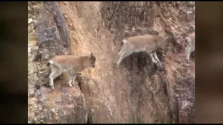 mountain goats