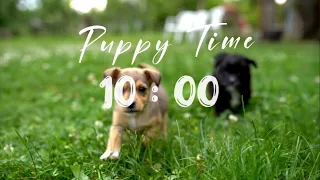 10 minutes timer of Cutest Puppies and Alarm