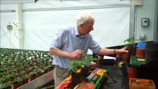 How to Plant Up Tomatoes in a Grow Bag