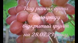 Дуже ранні сорти винограду.Перегляд з мого виноградника.  28.07.23 рік. Відкритий грунт.