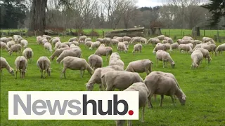 Mooove over cows - Sheep milk billed as export growth industry for NZ | Newshub