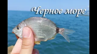 Ловлю легким спининнгом с берега на черном море. Сочи-Адлер.