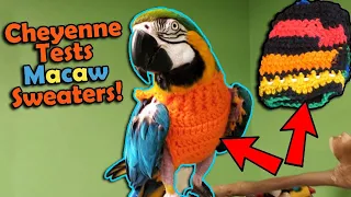 Trying out Sweaters for our Feather-Plucking Macaw!