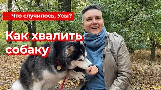 Что случилось, Усы? Как хвалить собаку