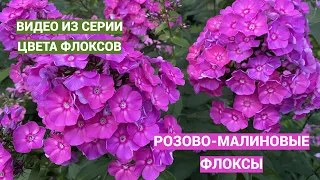 Цвета флоксов. Розово-малиновые флоксы