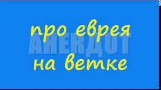 Анекдот про еврея на ветке