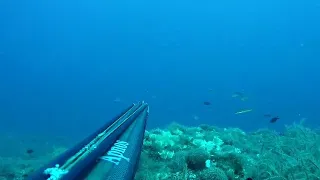 Dentex spearfishing with invert roller 115