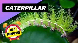 Lonomia Obliqua - In One Minute 🐛 One Of The Most Dangerous Insects In The World