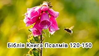 Аудіо Біблія українською мовою ❤️ Книга Псалмів 120-150🌷 #біблія