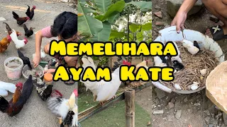 VLOG JIDAN IBRAHIM || Update Perkembangan Ayam Kate & Panen DOC Ayam Kate