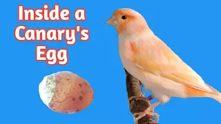 Inside a Canary's Egg: Egg Candling