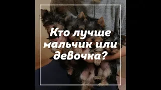 Отличие щенка йорка мальчика от девочки / кого выбрать мальчика или девочку