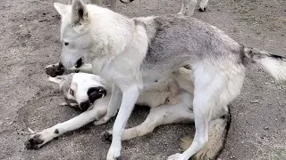 夫婦喧嘩を止めに入った狼犬がとても優秀だった